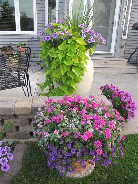 purple and white flowers are in pots on the lawn