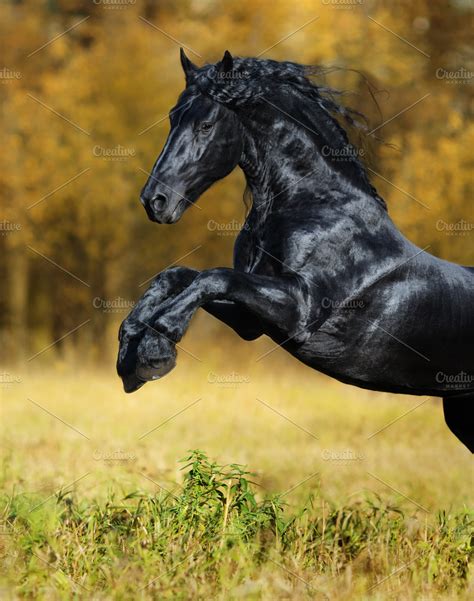 Black Friesian horse | High-Quality Animal Stock Photos ~ Creative Market