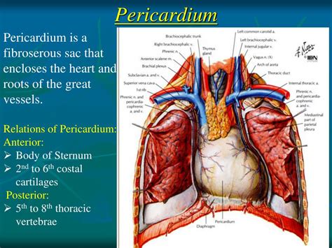 Ppt Pericardium And External Features Of The Heart Powerpoint | Images ...