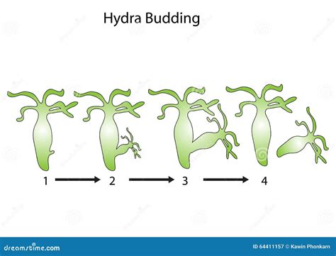 Budding Diagram In Hydra