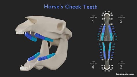 Horse Teeth Anatomy and Function [Pictures & Animations] (2022)