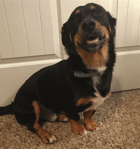 Dachshund German Shepherd Mix: That Adorable Face!