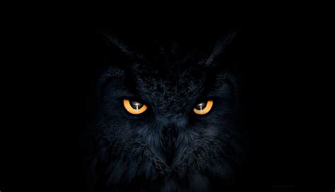 1336x768 Owl Dark Glowing Eyes Laptop HD ,HD 4k Wallpapers,Images ...