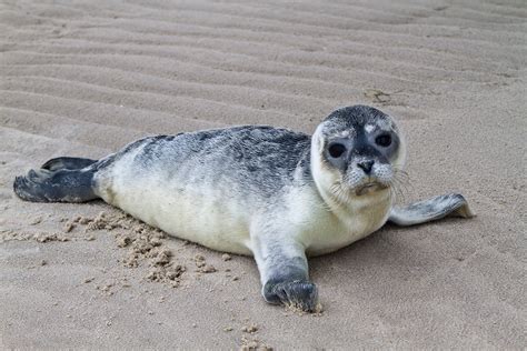 Seehund - Nationalpark Wattenmeer