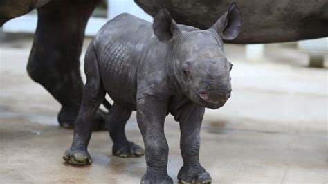 Everything you need to know about the new baby rhino