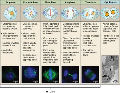 6.2 The Cell Cycle – Concepts of Biology – 1st Canadian Edition