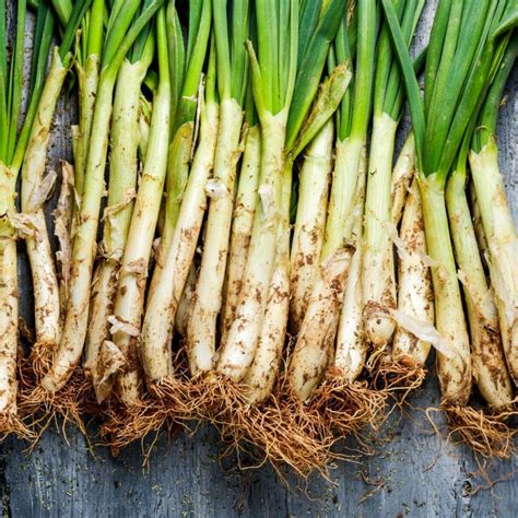 Onion- Calcot seeds | The Seed Collection