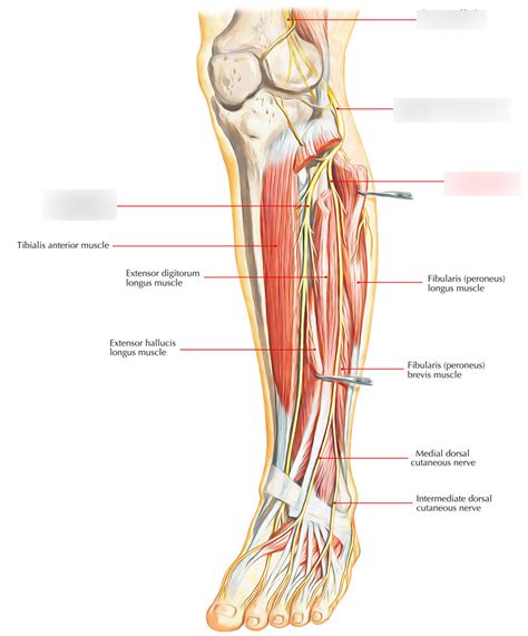 Shin Nerves Diagram | Quizlet