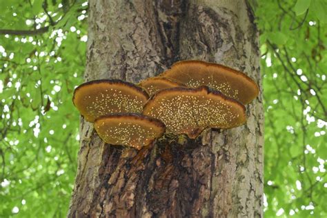 Common Types of Tree Fungus Affecting Ontario – P & A Urban Forestry ...