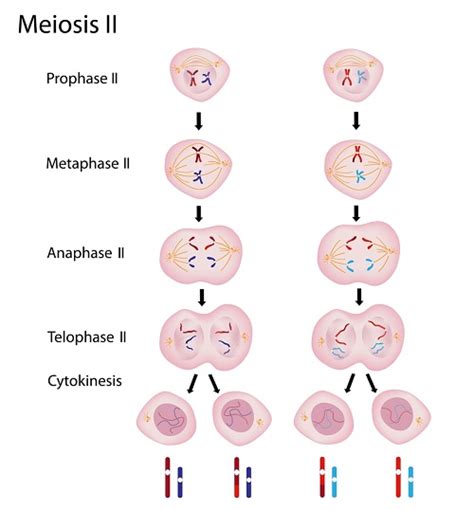 Telophase 2 Diagram