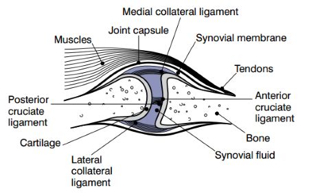 Synovial Membrane