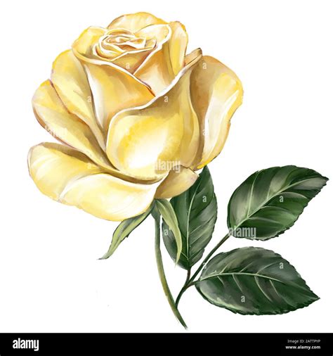 Illustration drawing yellow rose flower hi-res stock photography and ...