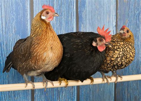 Bantam Chicken Breeds - Tendig