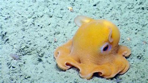 Dumbo Octopus | Bizarre animals, Dumbo octopus, Types of octopus