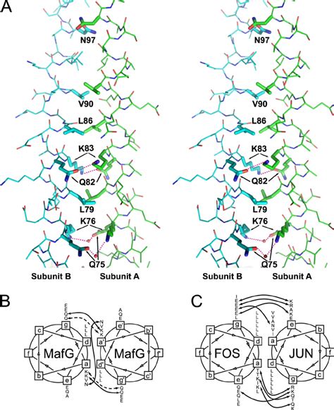 Interhelical interactions. (A) Detailed view of the leucine zipper ...