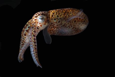 A Dwarf Cuttlefish, Sepiola Species. It Photograph by Darlyne A. Murawski