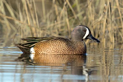 Blue-winged Teal — Eastside Audubon Society