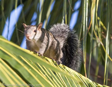 Mexico - Mammal Watching