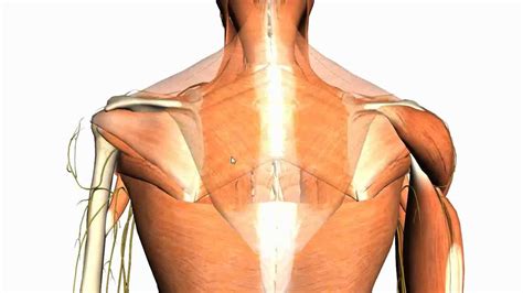 Cuidado Cilios delicadeza shoulder and back muscles anatomy detergente ...