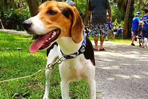 Coonhound Beagle Mix – Is This The Best Beagle Mix?