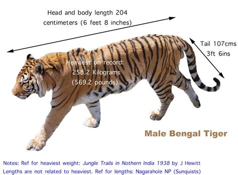 Bengal Tiger Size and Weight | The Tiger Board | Pinterest | Bengal ...