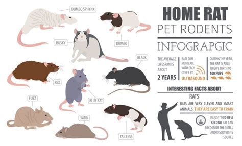 28 Common Types of Rodents In and Around Your Home | Pet rodents, Types ...