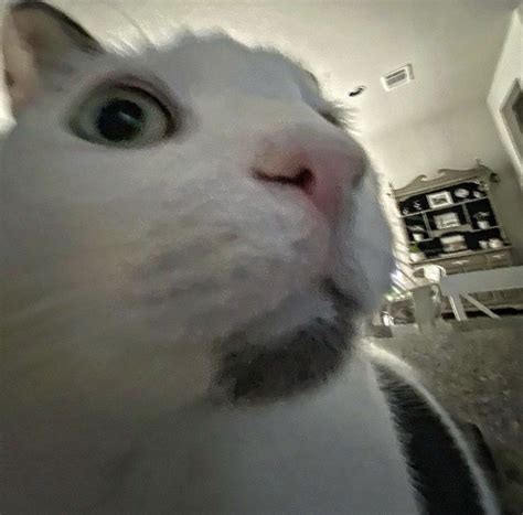 CAT MEME FACE | Cat memes, Excited cat, Cats