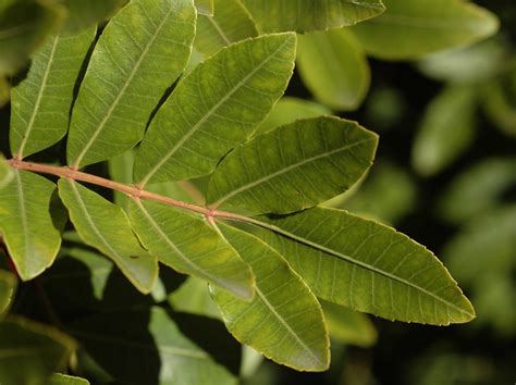 pinnate-compound leaf | pinkish rachis flattened and ribbed … | Flickr ...