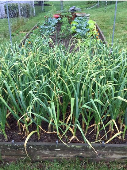 It’s Time for Garlic! | N.C. Cooperative Extension