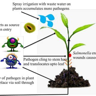 (PDF) Repercussion of soil pollution on plants