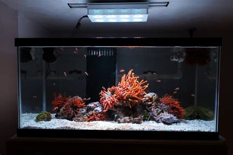 Clownfish and Anemone Only tank - Reef Central Online Community ...