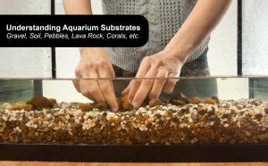 Best Aquarium Substrate: Guide to Gravel, Sand, Soil & More - Fish ...