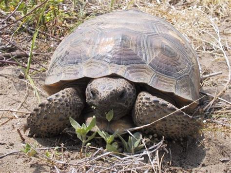 Gopher Tortoise - Description, Life Span, Reproduction, Habitat and ...