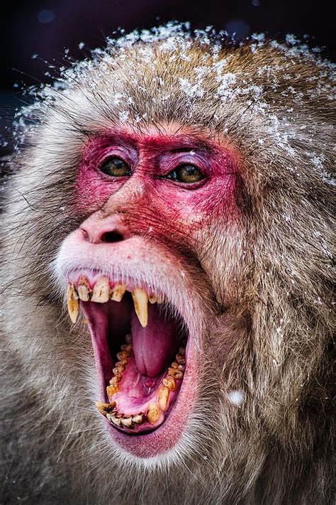 Japan Photograph - Snarling Snow Monkey - Japan by Stuart Litoff | Snow ...