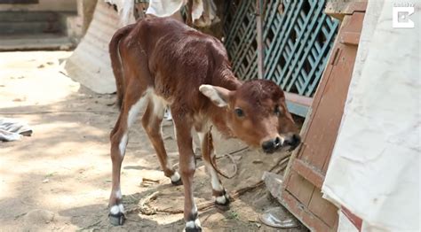 To their surprise, a two-headed cow was found in a small town in India ...