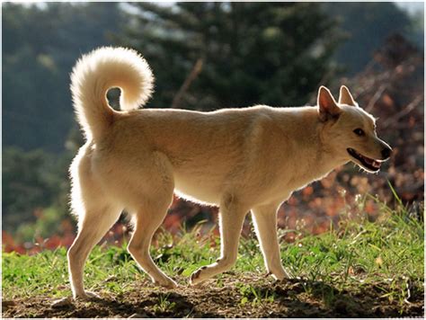 Canaan Dog - Breeders, Puppies, Facts, Pictures, Temperament, Price ...