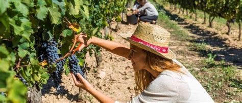 Harvest in the Vineyards