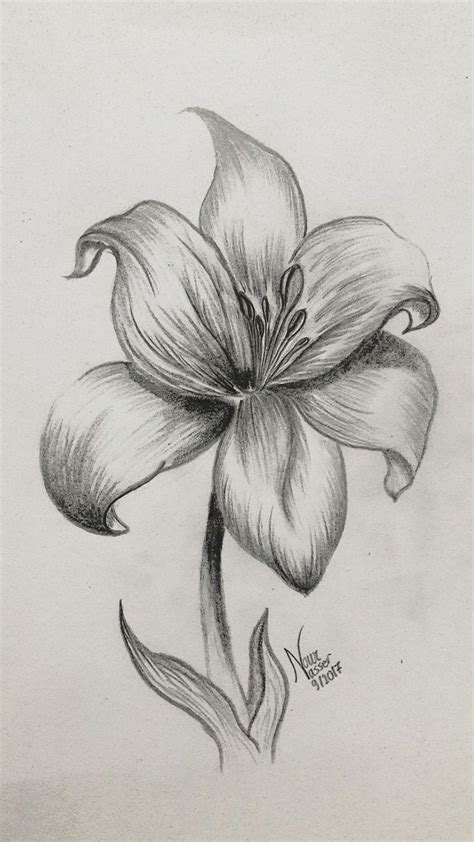 Pencil drawing Lily - Site Today | Pencil drawings of flowers, Nature ...