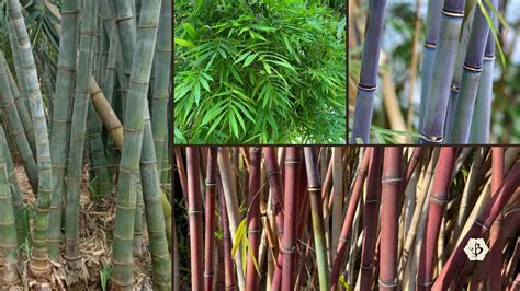 How many species of bamboo are there? - Bambu Batu