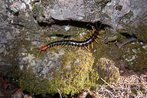 MObugs: Giant Red-Headed Centipede