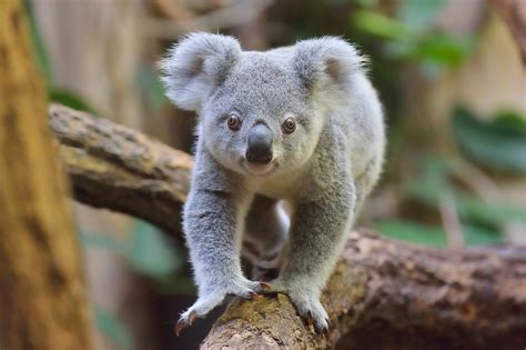 Save the Koala Day Is Coming! Celebrate by Working from Home with a ...