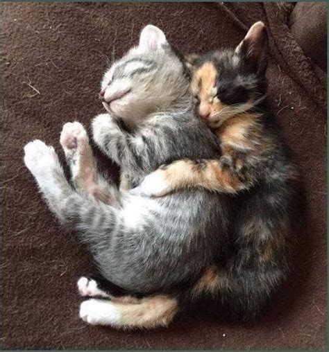 Wholesome Cats Cuddling And Loving Each Other | Cat cuddle, Kittens ...