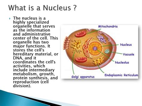 Nucleus Function