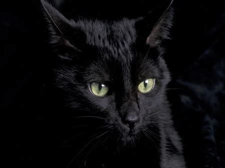 midnight - Cats & Animals Background Wallpapers on Desktop Nexus (Image ...