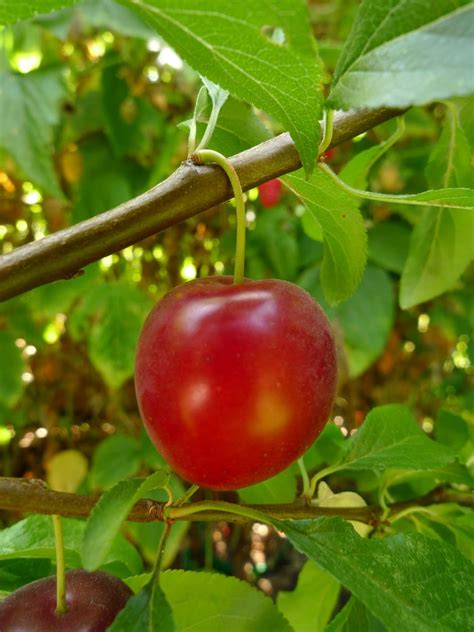 Wild Harvests: Cherry Plum- an early plum gone wild