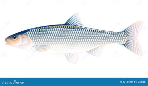 Common Dace Fish Isolated Illustration Stock Vector - Illustration of ...