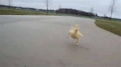 Duck running street GIF - Find on GIFER