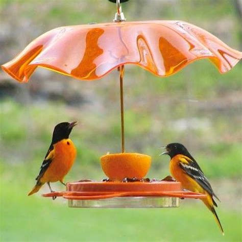 Oriolefest Oriole Bird Feeder | Bird feeders, Bird houses, Oriole bird ...