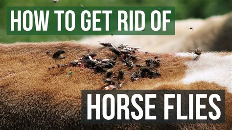 How to Get Rid of Horse Flies (4 Easy Steps) - YouTube