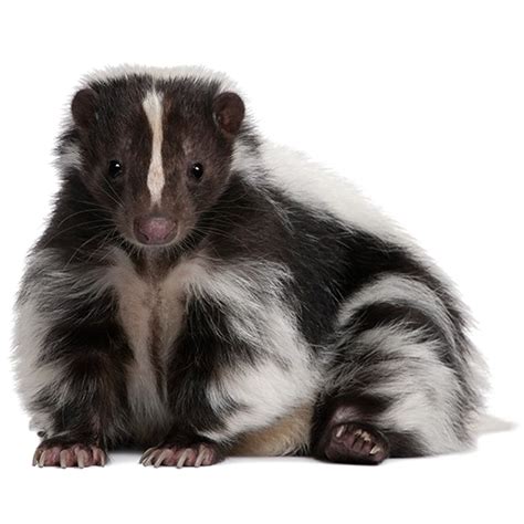 Dog Striped skunk Eastern spotted skunk Pet - Dog png download - 555* ...